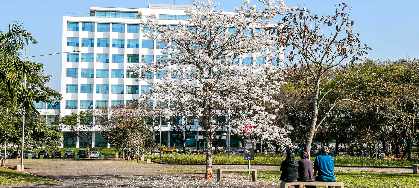 White Ipê Tree at the Clock Square  [Marcos Santos - USP Images]